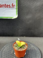 PGCASUD08SACSC Sansevieria Cylindrica Star Canary D8