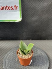 PGCASUD08SACSR Sansevieria Cylindrica Star Rose D8