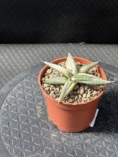PGCASUD08SALBC Sansevieria Lavranos Blue Clone D8
