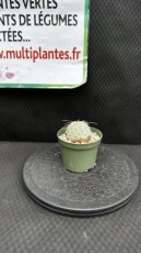 Tephrocactus Geometricus Diablo D8