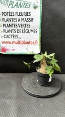 Adenia Viridiflora D10