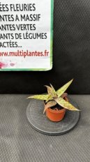 Aloe Somalensis (Aloès de Somalie) D10