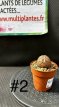 PGCASUD10DIE Dioscorea Elephantipes (La Plante Tortue) D10