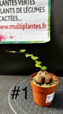 Dioscorea Elephantipes (La Plante Tortue) D10