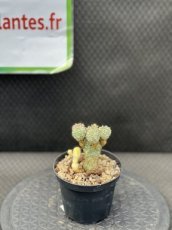 PGCASUD10EUSV Euphorbia Submammillaris Variegata D10
