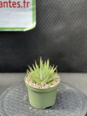 PGCASUD10HAFV Haworthia Fasciata Variegata D10