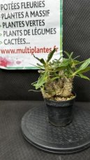 Pachypodium Spp D10