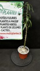 Pachypodium Succulentum D10