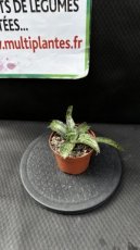 Sansevieria Kirkii Cleopatra D10