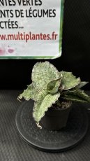 Sansevieria Kirkii Silver Blue D10