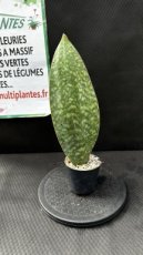 Sansevieria Masoniana Whale Fin D10