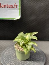 PGCASUD10SATHSS Sansevieria Trifasciata Hahnii Curly Spiral Star D10