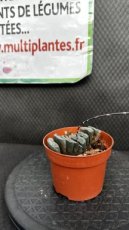 Haworthia Truncata D12