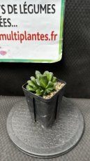 Haworthia (Truncata x Maughanii) D12