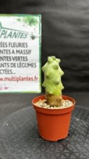 Myrtillocactus Geometrizans Fukurokuryuzinboku (Boobie Cactus) D8