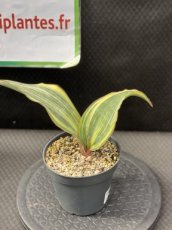 PGCASUD12SAMAV Sansevieria Masoniana Aurea Variegata D12