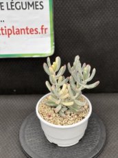 PGCASUD15COOFV Cotyledon Orbiculata Flanaganii Variegata D15