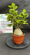 Hydnophytum Papuanum (Plante Fourmi) D15