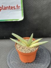 PGCASUD15SACBV Sansevieria Cylindrica Boncel Variegata (Sansevieria Étoile de Mer) D15