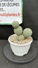 Tephrocactus Geometricus #1 D15