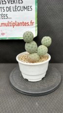 Tephrocactus Geometricus #2 D15