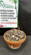 Dioscorea Mexicana D27