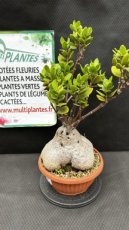 Hydnophytum Papuanum (Plante Fourmi) D30