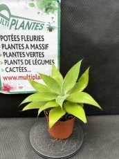 Agave Attenuata (Agave à Cou de Cygne) 1L