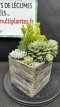 PGCASUP1LCOS Composition de Succulentes