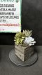 PGCASUP1LCOS Composition de Succulentes