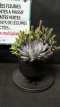 PGCASUP1LCOS Composition de Succulentes
