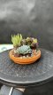 PGCASUD10COS Composition de Succulentes Soucoupe