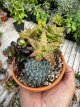 PGCASUD10COS Composition de Succulentes Soucoupe