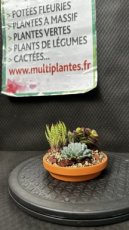 Composition de Succulentes Soucoupe