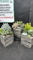 Composition de Succulentes