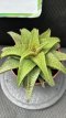 PGCASUP1LHAKALH (Haworthia Koelmaniorum x Aloe Hybrids) 1L
