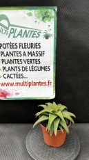 (Haworthia Koelmaniorum x Aloe Hybrids) 1L