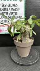 Pachypodium Horombense 1L
