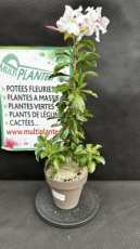 Pachypodium Saudersii (le Lis Koudou)