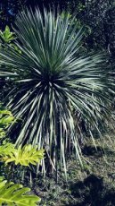 Yucca Rostrata (Yucca Bleu du Mexique) 20L