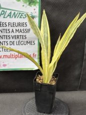 PGCASUP2LSAAL Sansevieria Aubrytiana Lauren (Langue de Belle-Mère) 2L