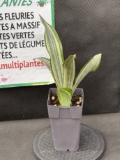 PGCASUP2LSAAM Sansevieria Aubrytiana Marlowe (Langue de Belle-Mère) 2L