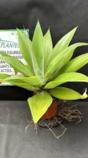 Agave Attenuata (Agave à Cou de Cygne) 3L