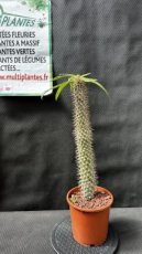 Pachypodium Lamerei (Le Palmier de Madagascar) 3L