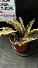 Sansevieria Kirkii Coppertone 3L