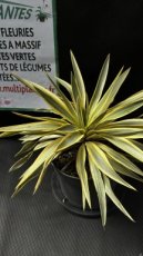 Yucca Gloriosa Citrus Twist (Dague Espagnole) 3L