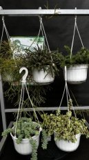 Succulentes en Suspension - Mélanges S16