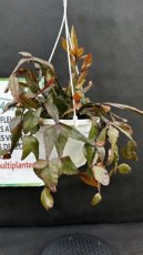 PGCASUS20RHE Rhipsalis Elliptica S20