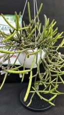 PGCASUS23RHFP Rhipsalis Floccosa Pulvinigera (Cactus Corail) S23