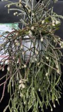 PGCASUS23RHPI Rhipsalis Pilocarpa (Cactus-Gui) S23